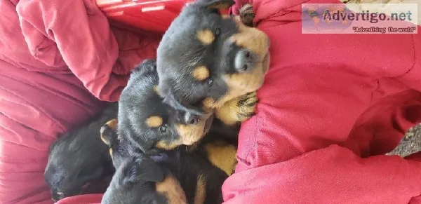 Rottweiler Puppies