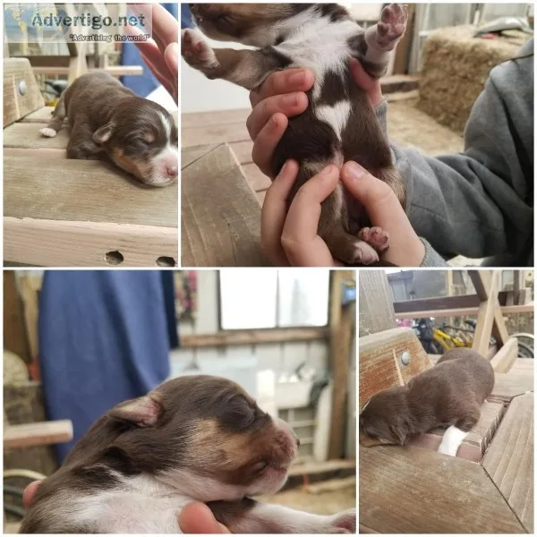 Aussidor puppy red tri color female 4 days old
