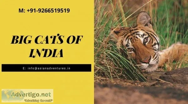 wildlife Tours India