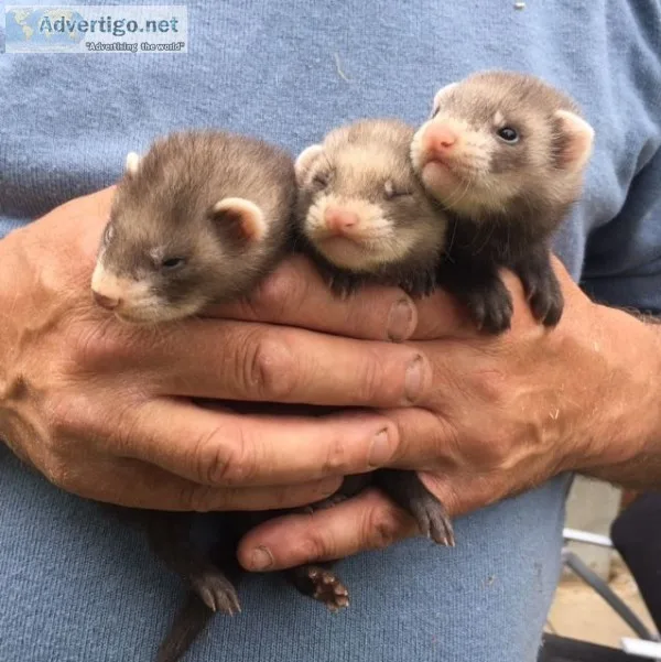 Baby ferrets
