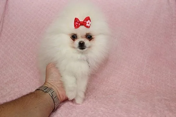 Cute Pomeranian Puppy for sale