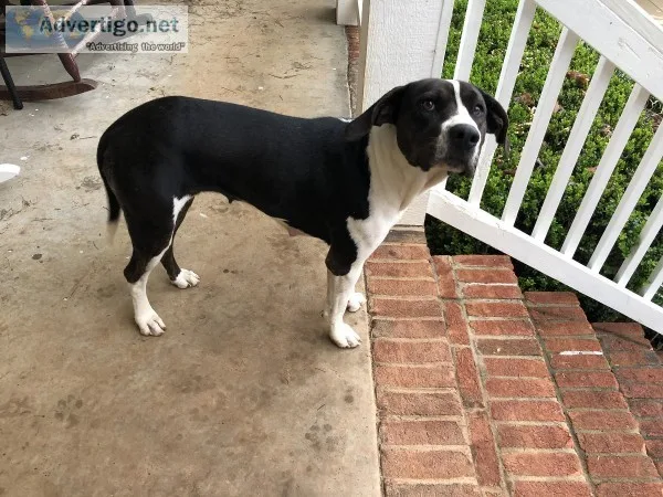 Housetrained Terrier Mix
