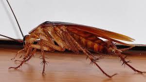 Improve hygiene in your kitchen with Cockroach Control services