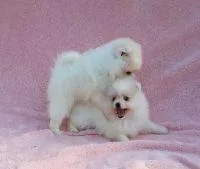 11 wks Gorgeous Pomeranian Puppies for loving homes
