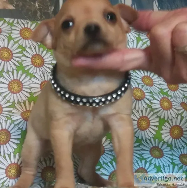 Chihuahua bella