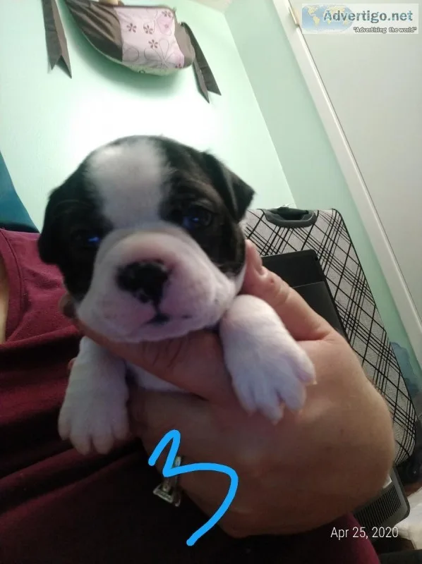 Boston Terrier Puppies