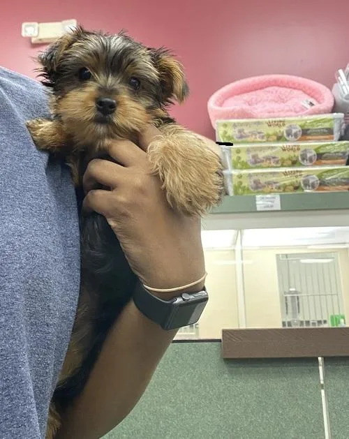 Gorgeous and Adorable Yorkie Puppies For Adoption