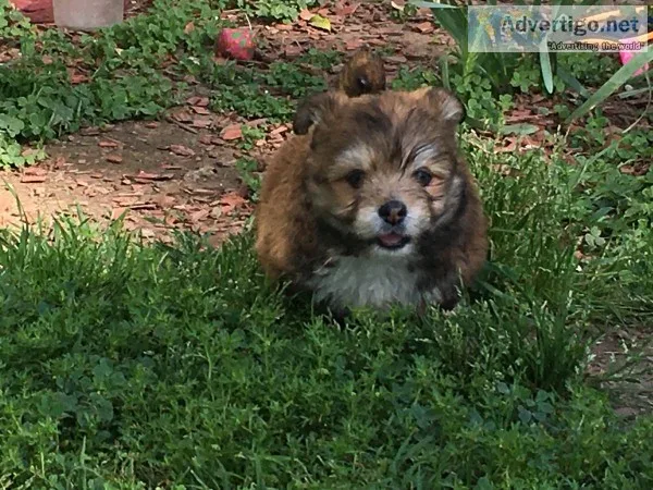 Half siberian husky And Havanese