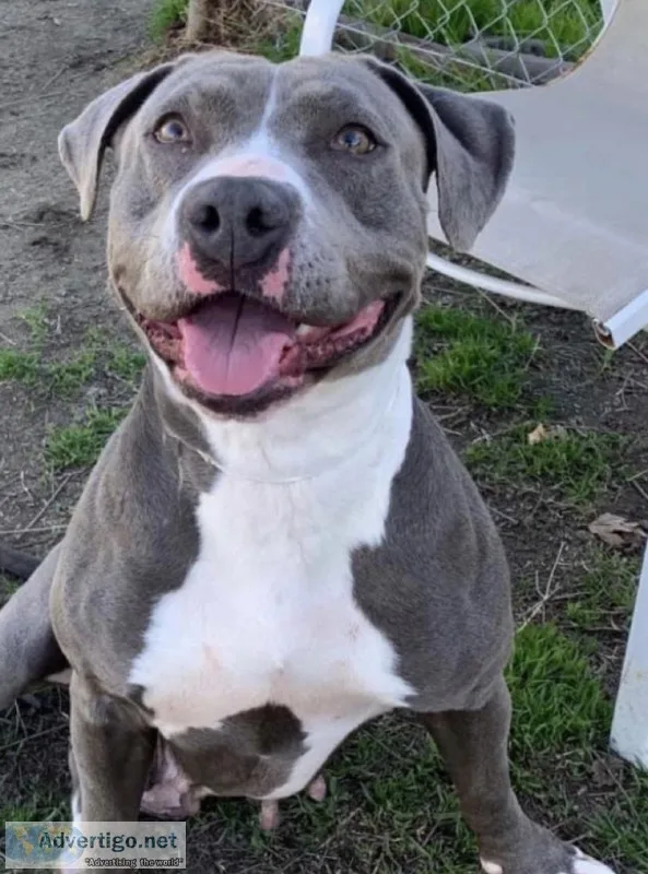 Sweet 3 year old female Staffie