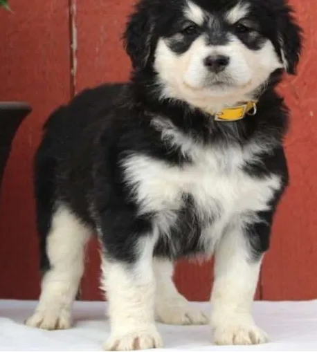 Adorable alaskan baby ready to go