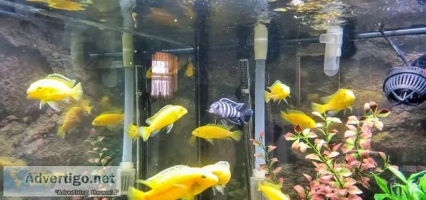 12 African Cichlid s for sale