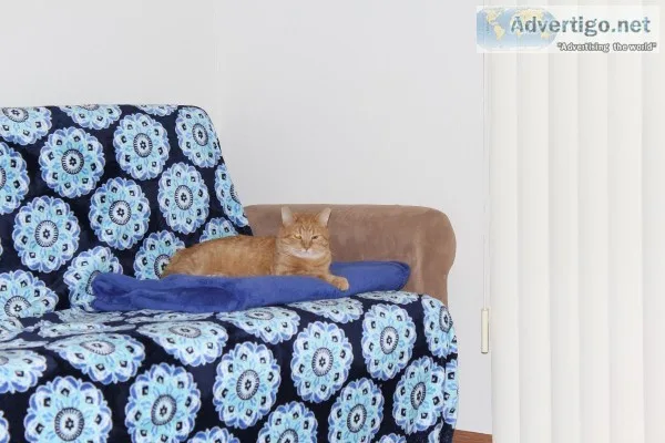 Free declawed orange tabby