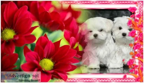 Teacup Maltese