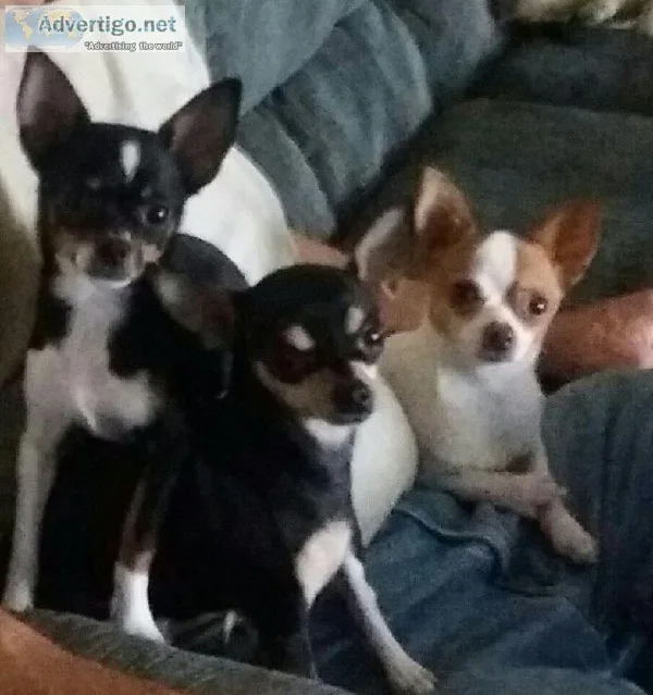 Chihuahua puppies
