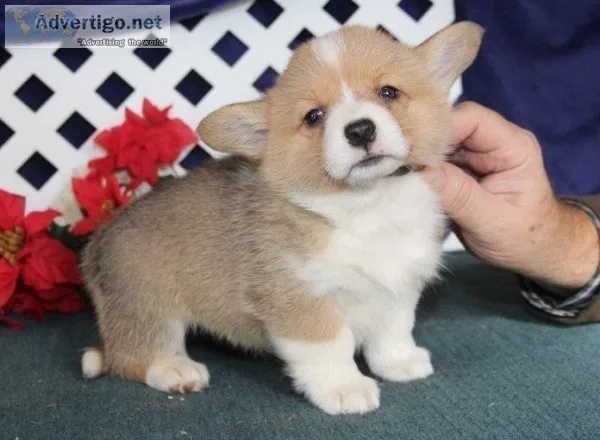 GentleAkc pembroke welsh corgi puppies for sale