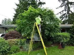Tree Trimming Sacramento