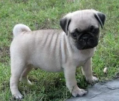 valuablePug puppies for sale