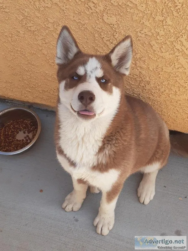 Siberian husky