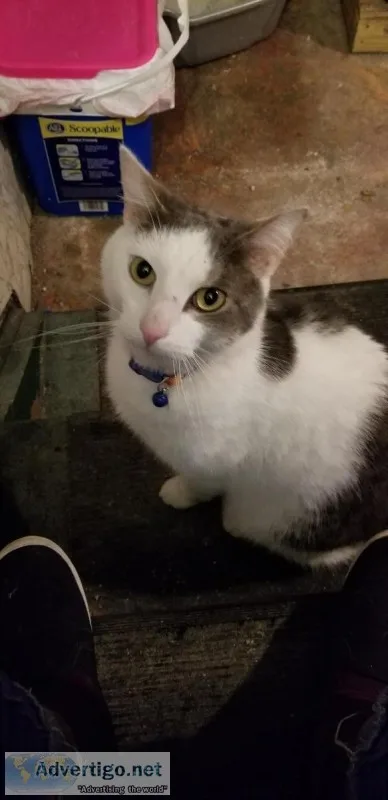 Free cat