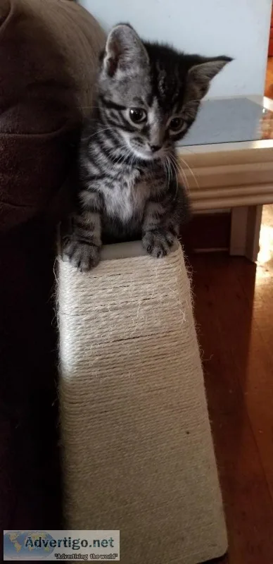 Free 1yr old cat son is allergic