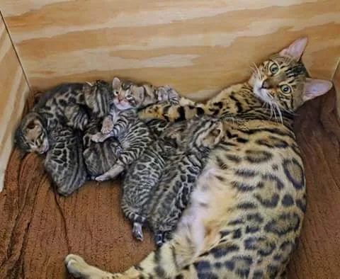 Lovely bengal kittens
