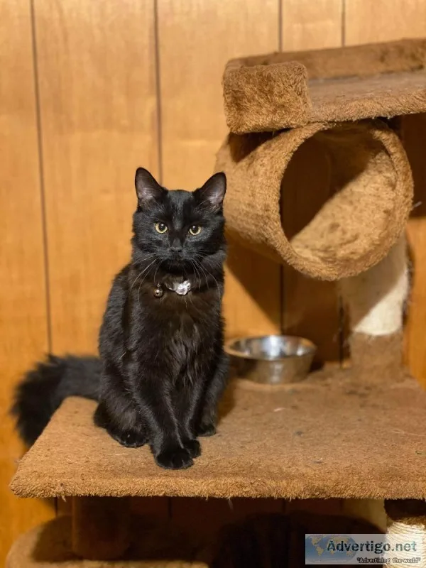 Free kitten son is allergic