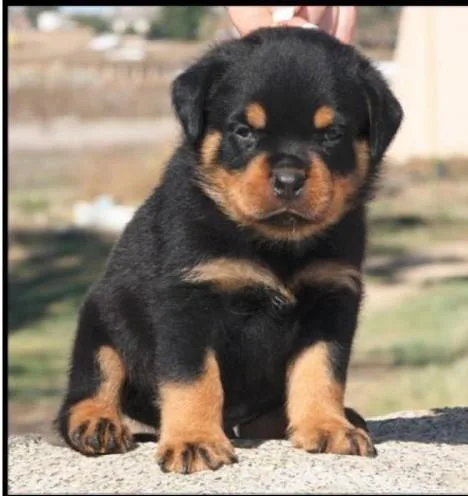 Polite Rottweiler puppies for sale