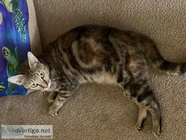 Year old Bengal Cat
