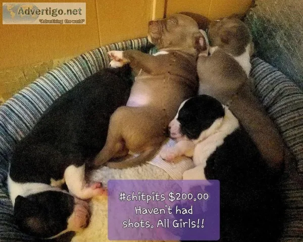Chitpits Puppies 4 Sale
