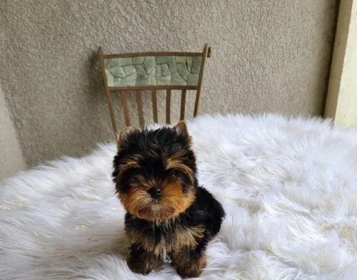 Teacup Pomeranian Puppies