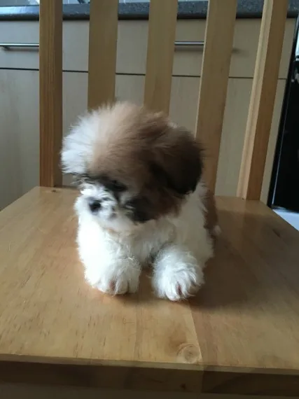 Sweet shih tzu puppies for adoption