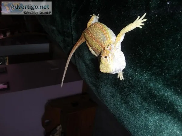 Free special needs bearded dragon