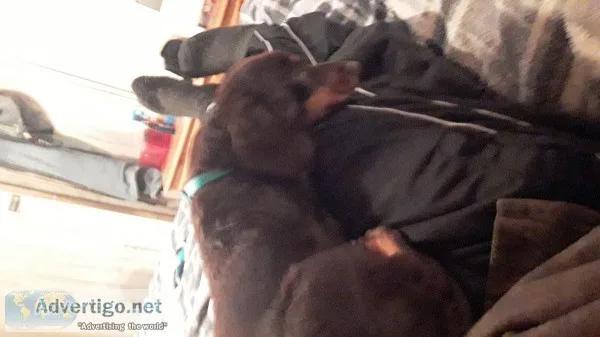 Two sweet pure bread wiener dogs