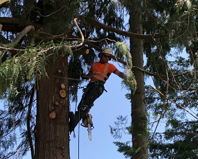 Get the Emergency Tree Removal Service in Babich