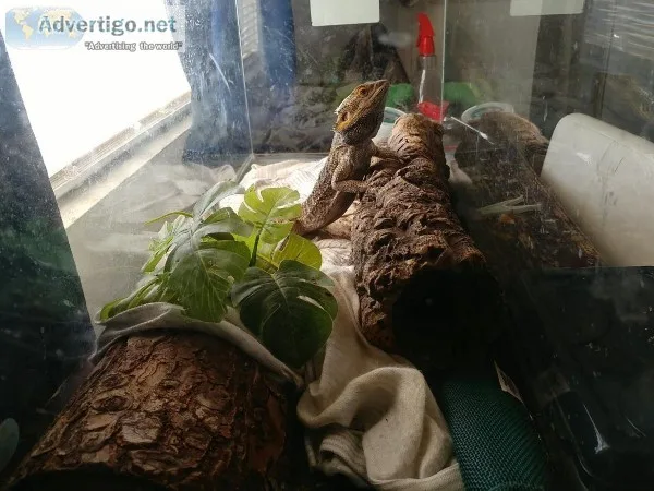Bearded Dragon