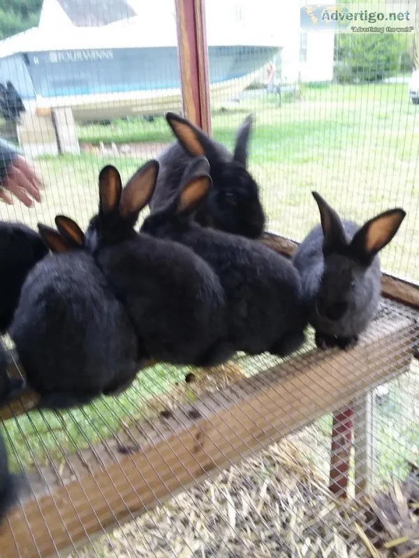 Flemish Giant rabbits