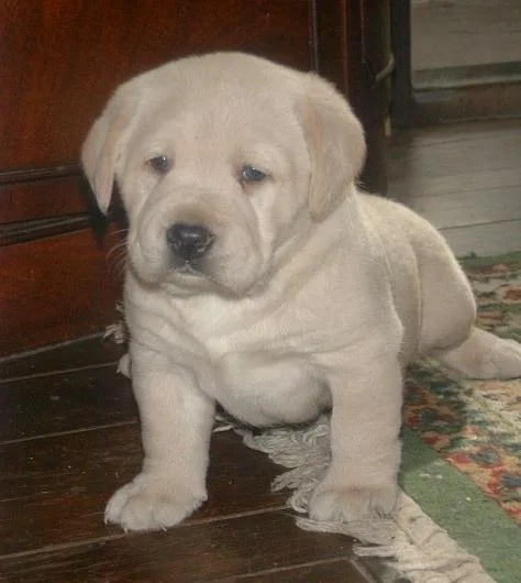 Outstanding well bred AKC Labrador female puppy