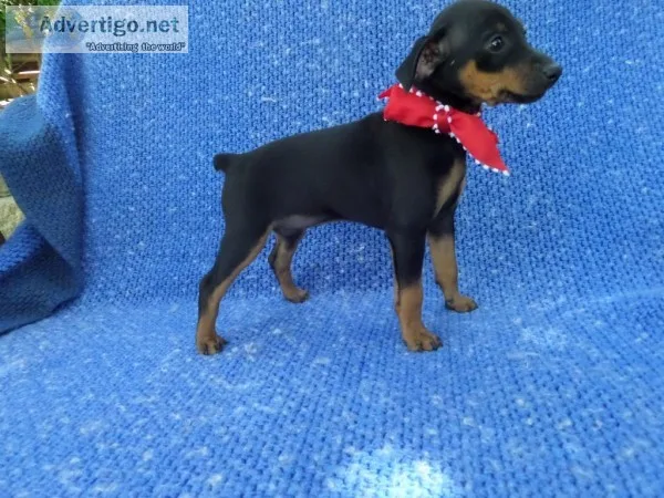 Mini Pinscher Puppies