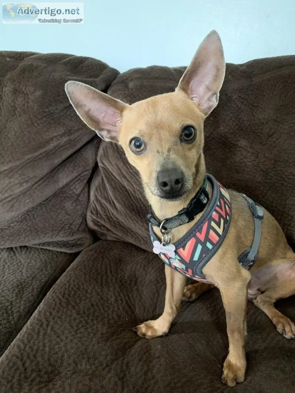 Young male chihuahua