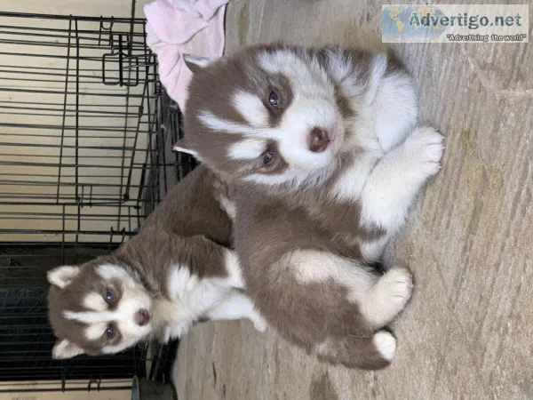 Husky puppies