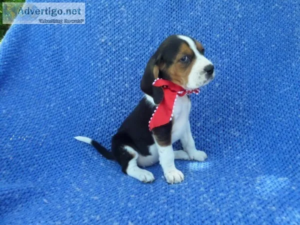 Basset hound puppies