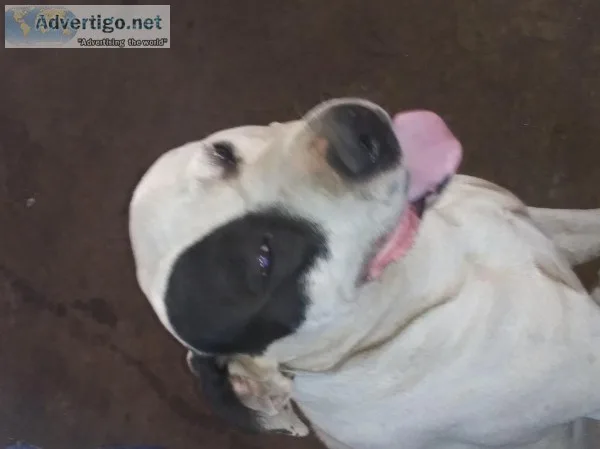 Free dog