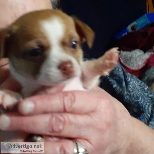 ADORABLE CHIHUAHUA S