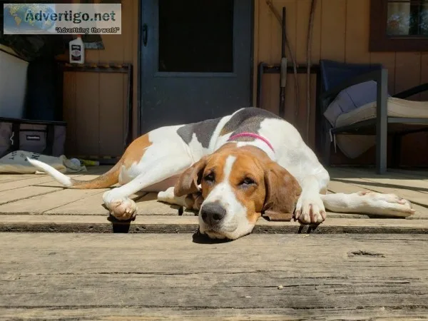 Walker Coonhound