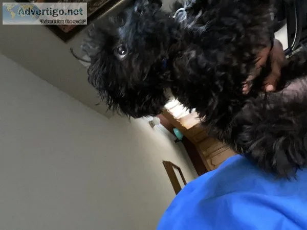 Yorkie Toy Poodle