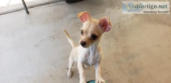 5 month old chihuahua terrier mix