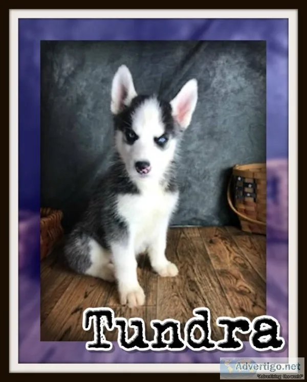 Tundra