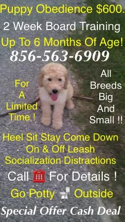 We handle your canine