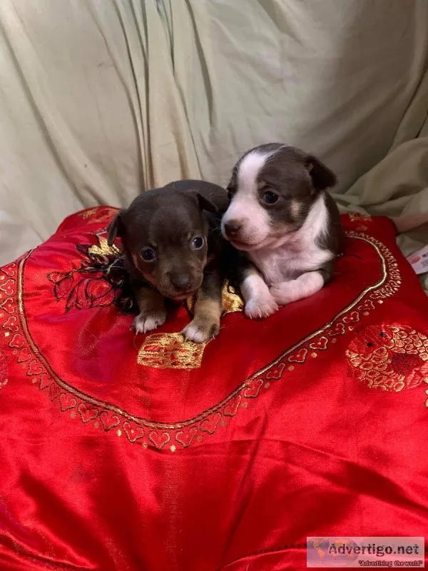 Chihuahua