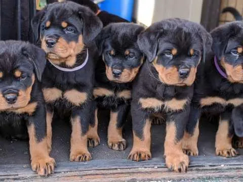 chunky rottweiler pups